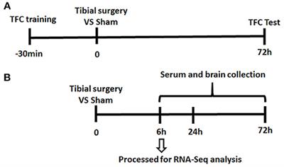 <mark class="highlighted">Transcriptome Profile</mark> in Hippocampus During Acute Inflammatory Response to Surgery: Toward Early Stage of PND